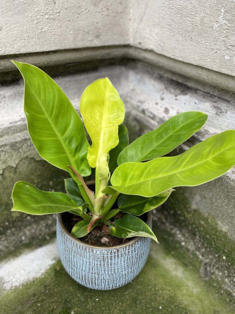 Zdjęcie rośliny Philodendron Moonlight, ujęcie 1