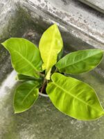 Zdjęcie rośliny Philodendron Moonlight, ujęcie 2