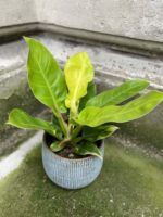 Zdjęcie rośliny Philodendron Moonlight, ujęcie 3