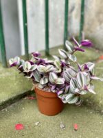 Zdjęcie rośliny Tradescantia Albiflora Nanouk (Trzykrotka Nanouk), ujęcie 2