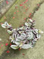 Zdjęcie rośliny Tradescantia Albiflora Nanouk (Trzykrotka Nanouk), ujęcie 3