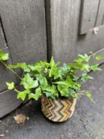 Zdjęcie rośliny Hedera Helix (Bluszcz), ujęcie 1