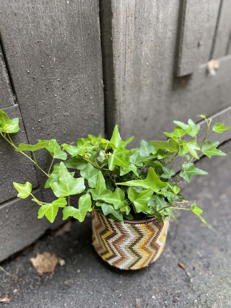 Zdjęcie rośliny Hedera Helix (Bluszcz), ujęcie 1