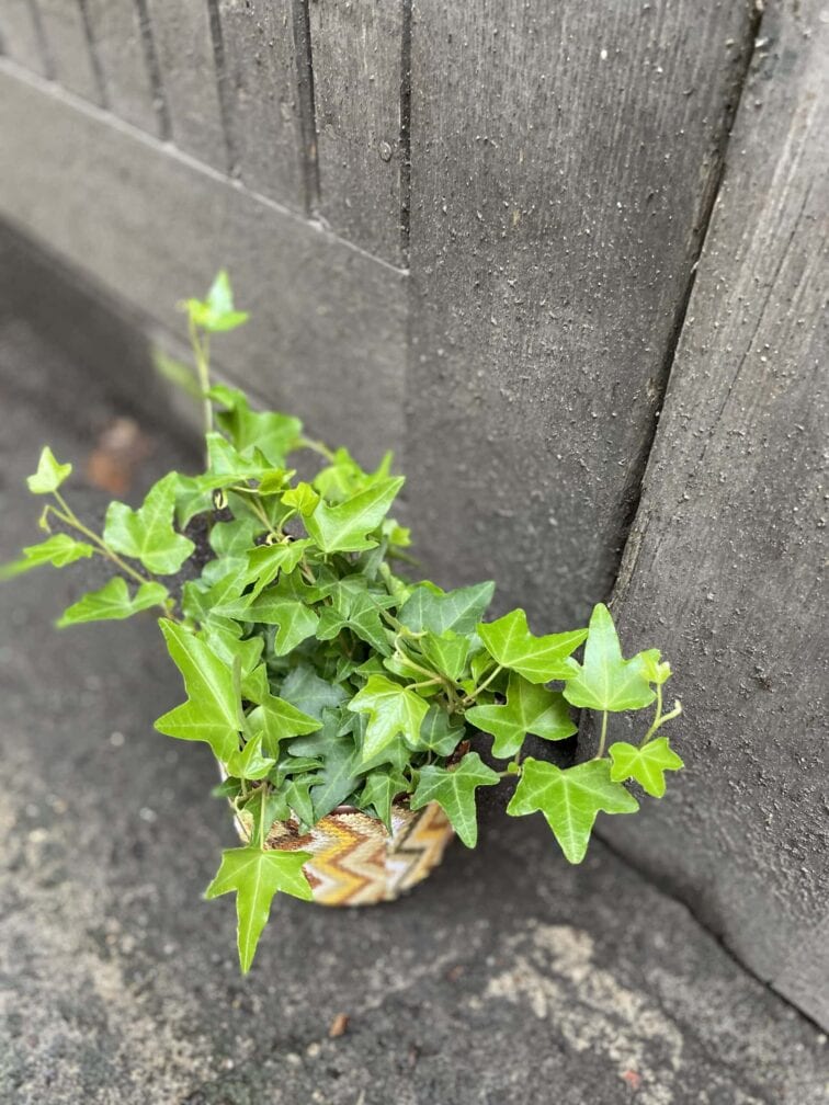 Zdjęcie rośliny Hedera Helix (Bluszcz), ujęcie 2