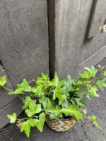 Zdjęcie rośliny Hedera Helix (Bluszcz), ujęcie 3