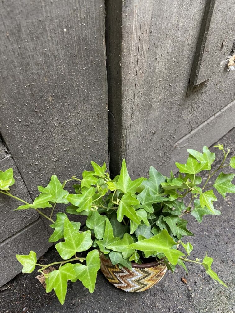 Zdjęcie rośliny Hedera Helix (Bluszcz), ujęcie 3