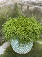 Zdjęcie rośliny Rhipsalis Baccifera Oasis (Patyczak), ujęcie 1