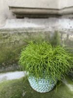 Zdjęcie rośliny Rhipsalis Baccifera Oasis (Patyczak), ujęcie 2