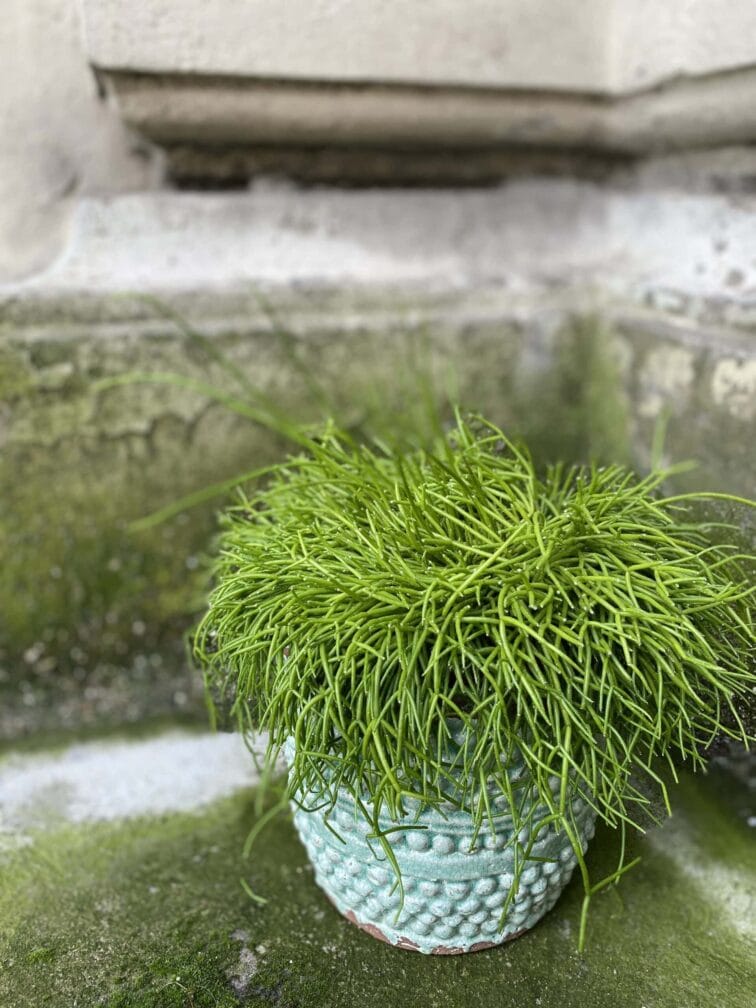 Zdjęcie rośliny Rhipsalis Baccifera Oasis (Patyczak), ujęcie 2