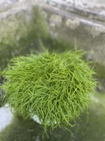 Zdjęcie rośliny Rhipsalis Baccifera Oasis (Patyczak), ujęcie 3