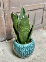 Zdjęcie rośliny Sansevieria trifasciata Black Diamond, ujęcie 1