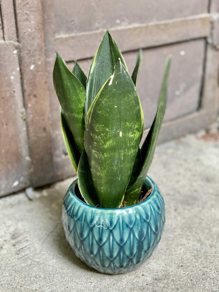 Zdjęcie rośliny Sansevieria trifasciata Black Diamond, ujęcie 1