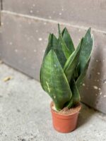 Zdjęcie rośliny Sansevieria trifasciata Black Diamond, ujęcie 2