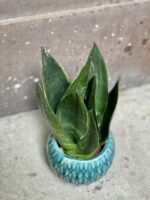 Zdjęcie rośliny Sansevieria trifasciata Black Diamond, ujęcie 3