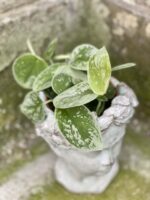 Zdjęcie rośliny Scindapsus pictus Silvery Ann, ujęcie 1