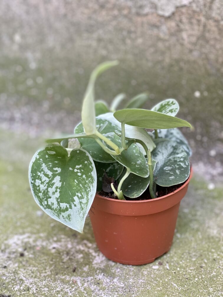 Zdjęcie rośliny Scindapsus pictus Silvery Ann, ujęcie 2