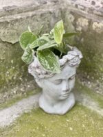 Zdjęcie rośliny Scindapsus pictus Silvery Ann, ujęcie 3