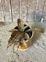 Zdjęcie rośliny Sansevieria kirkii Coppertone, ujęcie 1