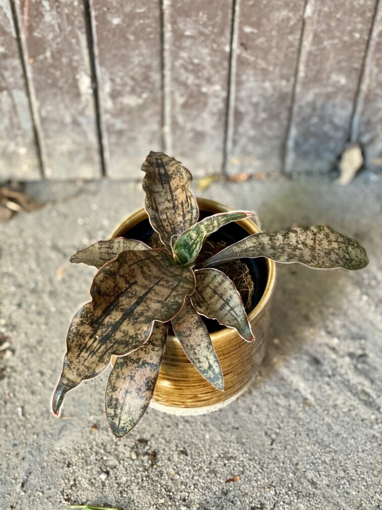 Zdjęcie rośliny Sansevieria kirkii Coppertone, ujęcie 1