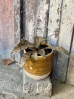 Zdjęcie rośliny Sansevieria kirkii Coppertone, ujęcie 2