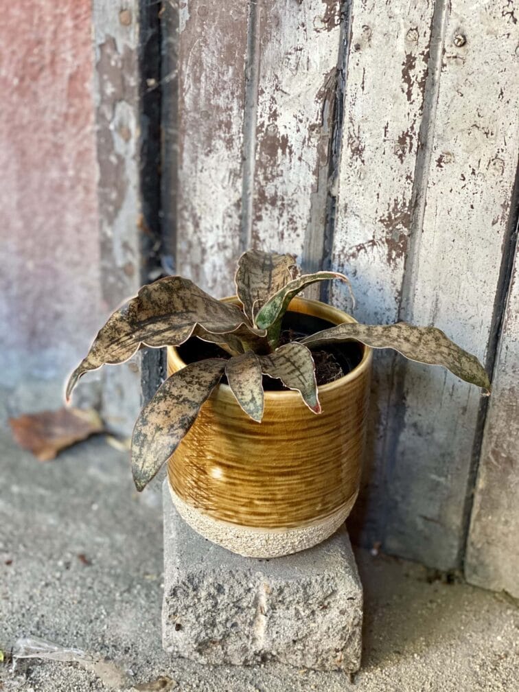 Zdjęcie rośliny Sansevieria kirkii Coppertone, ujęcie 2
