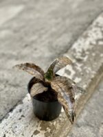 Zdjęcie rośliny Sansevieria kirkii Coppertone, ujęcie 3