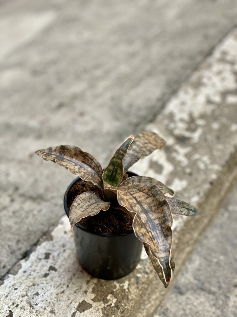 Zdjęcie rośliny Sansevieria kirkii Coppertone, ujęcie 3