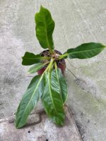Zdjęcie rośliny Philodendron Fatboy yellow, ujęcie 2