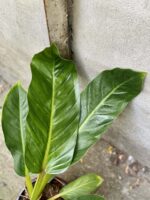 Zdjęcie rośliny Philodendron Fatboy yellow, ujęcie 3