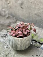 Zdjęcie rośliny Fittonia Pink Forest Flame, ujęcie 1