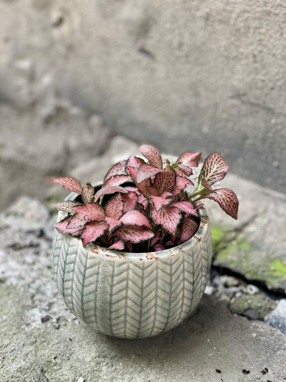 Zdjęcie rośliny Fittonia Pink Forest Flame, ujęcie 1