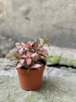 Zdjęcie rośliny Fittonia Pink Forest Flame, ujęcie 2
