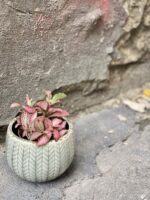 Zdjęcie rośliny Fittonia Pink Forest Flame, ujęcie 3
