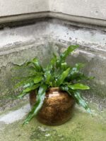 Zdjęcie rośliny Microsorum diversifolium, ujęcie 1