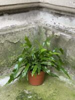 Zdjęcie rośliny Microsorum diversifolium, ujęcie 2
