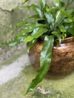 Zdjęcie rośliny Microsorum diversifolium, ujęcie 3