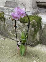 Zdjęcie rośliny Phalaenopsis Pink, ujęcie 3