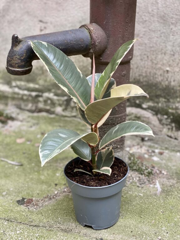 Zdjęcie rośliny Ficus Elastica Tineke, ujęcie 1