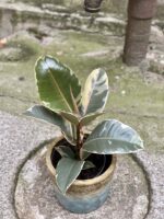 Zdjęcie rośliny Ficus Elastica Tineke, ujęcie 2