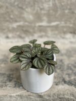 Zdjęcie doniczki lub oslonki: Osłonka Round 7x7 cm, ujęcie 2