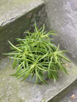 Zdjęcie rośliny Peperomia Nevada, ujęcie 1