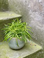 Zdjęcie rośliny Peperomia Nevada, ujęcie 2
