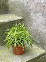 Zdjęcie rośliny Peperomia Nevada, ujęcie 3