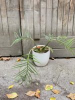 Zdjęcie rośliny Philodendron Tortum, ujęcie 1