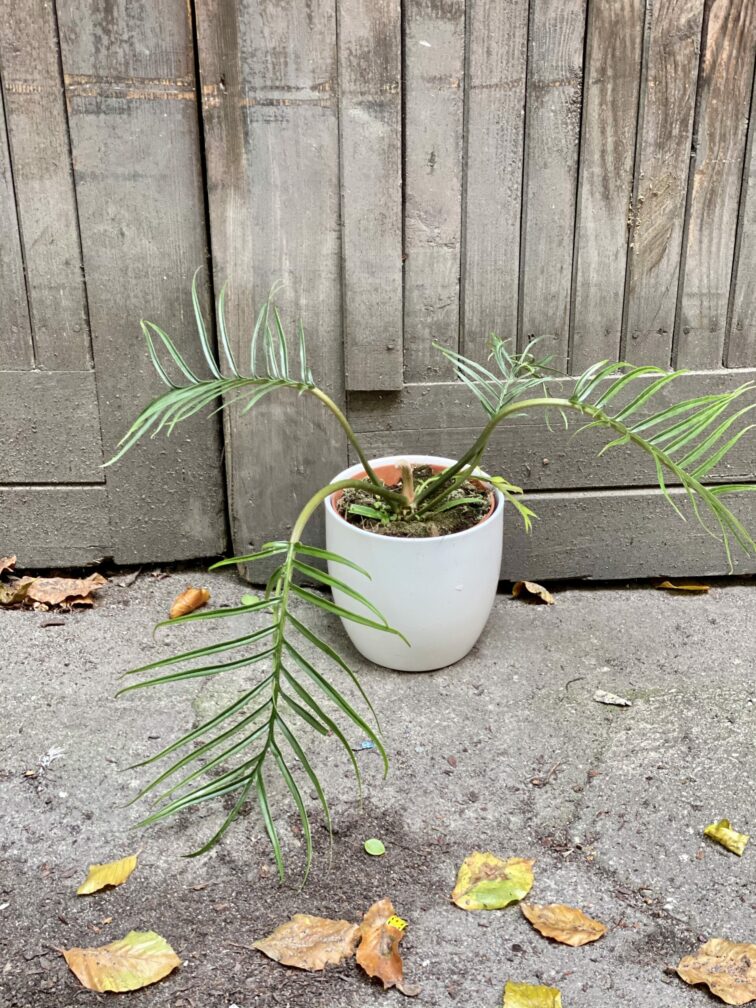 Zdjęcie rośliny Philodendron Tortum, ujęcie 1