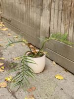 Zdjęcie rośliny Philodendron Tortum, ujęcie 2