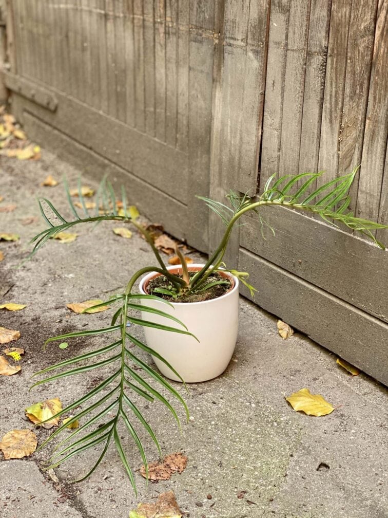 Zdjęcie rośliny Philodendron Tortum, ujęcie 2