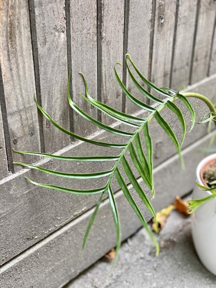 Zdjęcie rośliny Philodendron Tortum, ujęcie 3