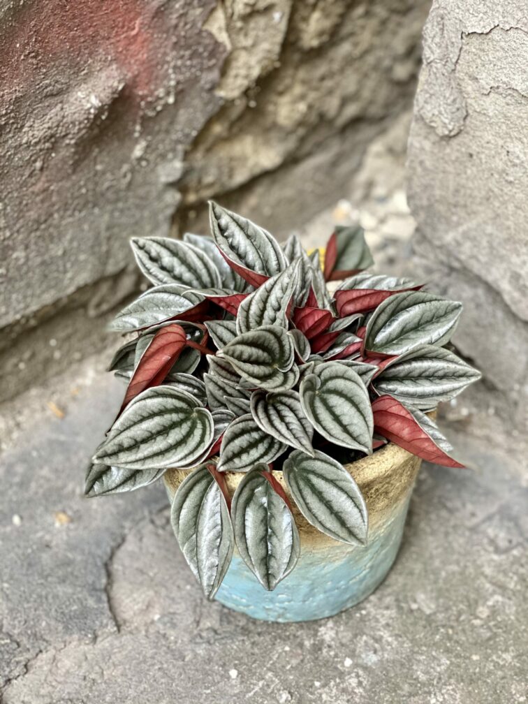 Zdjęcie rośliny Peperomia Caperata Mendoza, ujęcie 2