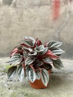 Zdjęcie rośliny Peperomia Caperata Mendoza, ujęcie 3